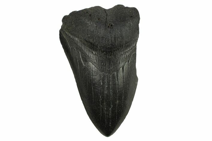 Partial Fossil Megalodon Tooth - South Carolina #295387